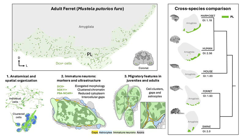 New paper on immature excitatory neurons in the postnatal ferret amygdala