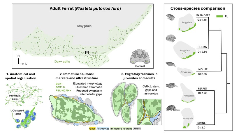 New paper on immature excitatory neurons in the postnatal ferret amygdala