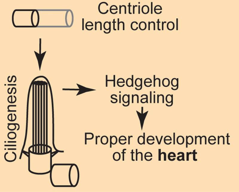 New paper on the cooperative control of centriole length by CDK1 and CEP97