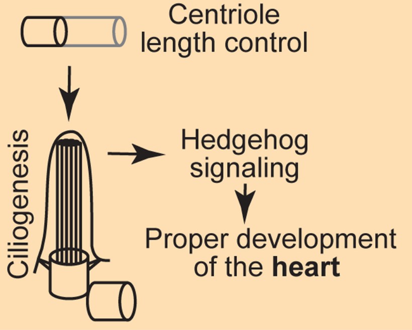 New paper on the cooperative control of centriole length by CDK1 and CEP97
